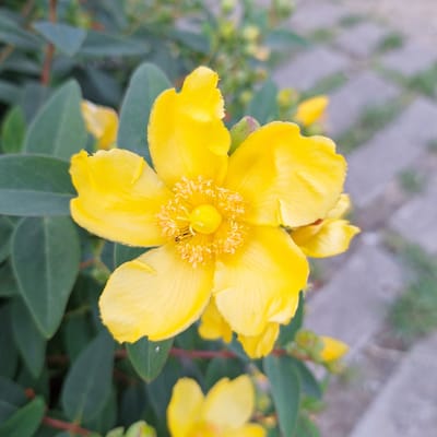 A close-up shot captures a bright yellow flower in full bloom, with its five petals prominently displayed. The center of the flower features a cluster of stamens surrounding a central pistil. The flower is surrounded by dark green leaves, some of which are in focus while others are blurred in the background. To the right of the flower, a paved walkway made of rectangular stones is visible, suggesting an outdoor urban setting. The overall impression is one of a natural element thriving in a city environment, possibly in a park or garden within Mechelen, Belgium.