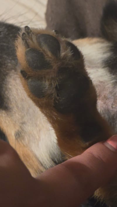 A close-up vertical shot depicts the underside of a canine's left forepaw, observed from the palmar aspect. Four prominent, dark-pigmented digital pads, ovate in shape, are visible, along with a larger, bilobed metacarpal pad positioned proximally. The pads exhibit a slightly textured surface. Dense fur, variegated in shades of black, dark brown, and tan, covers the paw and extends between the pads. Several dark, elongated claws are partially visible protruding from the anterior tips of the digits. A human hand, possessing a fair to medium skin tone, is positioned beneath and slightly to the right of the canine paw, appearing to gently support or cradle it. The distal phalanx of a human thumb, with a subtle pink nail polish, is discernible on the right edge of the frame. The immediate background consists of a light-colored, textured surface, likely flooring or bedding, blurred by a shallow depth of field. Indistinct darker masses are present in the further background. The lighting is soft and ambient, characteristic of an indoor environment. Location: Rudnik, Bulgaria.