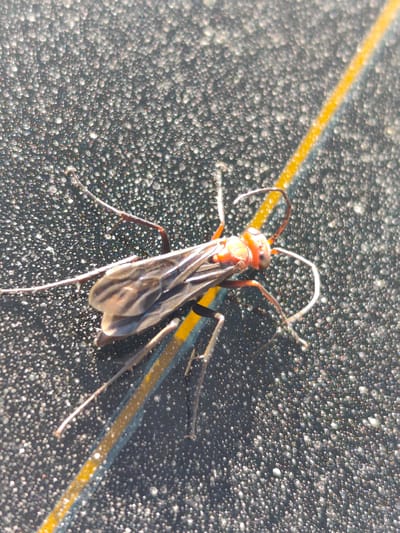 An extreme close-up shot captures an insect with an orange head and black body, featuring translucent wings. The insect is positioned on a dark, textured surface speckled with numerous small, reflective droplets, possibly dew or moisture. A thin, diagonal yellow stripe runs through the frame, partially obscured by the insect. The overall impression is of a macro photograph focusing on the intricate details of the insect and its immediate surroundings, likely taken outdoors on a surface with a fine texture. The location in the city of Saiyn Şapağatov, Kazakhstan, is not visually represented in the provided image.