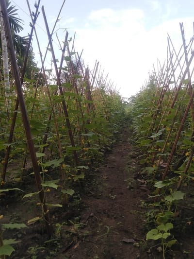 The image depicts a field of cucumber plants with yellow flowers, staked with bamboo poles, in Kruenglingka Barat, Indonesia. The plants are growing in rows with a dirt path between them. The sky is overcast with scattered clouds. The plants appear to be healthy and are being cultivated for harvest.