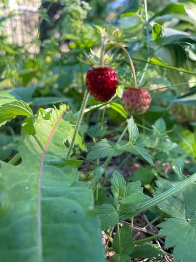 A close-up, slightly low-angle, outdoor photograph captures two wild strawberries on a plant in what appears to be a garden or natural setting. The foreground is dominated by lush green foliage, with a large, serrated leaf on the left and smaller, toothed leaves on the right. A thin, reddish stem extends vertically from the bottom left corner, crossing the large leaf.

The two strawberries are positioned in the middle ground. The one on the left is fully ripe, a deep, vibrant red, with tiny seeds visible on its surface. It hangs from a thin, hairy stem that curves slightly. To its right, a second strawberry is less ripe, showing a mix of red and pale pink, indicating it is still developing. This berry also hangs from a stem.

The background is a blur of soft green and light, suggesting a sunlit environment with other plants and possibly a fence or structure in the distance. The overall impression is one of natural growth and abundance in a peaceful setting. The image was likely taken in or around the village of Turovo, Russia, given its location. There are no people or any discernible human activity in the frame. The scene is static and focuses solely on the botanical elements.