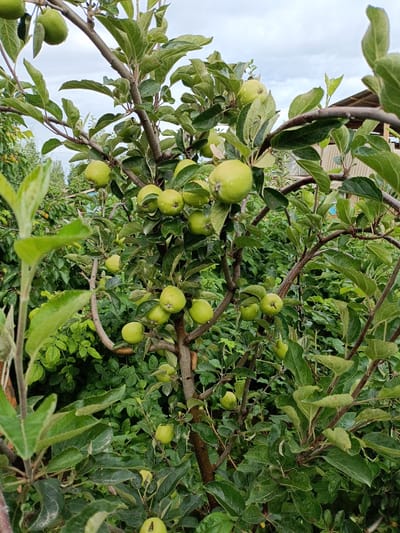 A close-up shot captures a young apple tree laden with unripe, green apples in a garden. The tree's branches are covered in lush green leaves, some of which are slightly wet. A cloudy sky serves as the backdrop. The scene is set in the village of Kyzyl Suu, Kyrgyzstan, where lush greenery and agricultural landscapes are common.