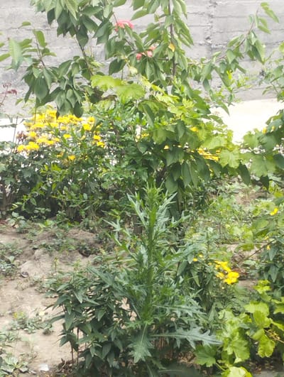 The image depicts an outdoor scene in Özgön, Kyrgyzstan, featuring lush greenery and a textured concrete wall in the background. In the foreground, a spiky plant with deeply lobed leaves stands prominently. Behind it, a dense cluster of small yellow flowers is visible, interspersed with various leafy green plants. The overall environment suggests a garden or natural area with a mix of vegetation. No people or animals are present in the frame, and no discernable actions or interactions are taking place. The lighting suggests it is daytime, with overcast conditions that soften the light.