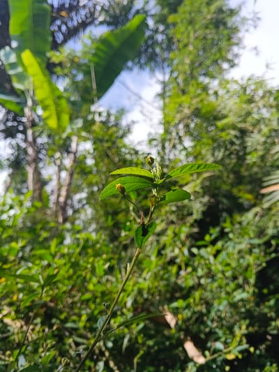 A focused, forensic image reveals a slender, green-stemmed plant with ovate, serrated green leaves. Multiple small, yellowish flower buds are observable at the leaf axils and near the apical meristem. The background is rendered in a deep, circular bokeh, presenting a dense, out-of-focus expanse of green foliage. Prominent blurred outlines of large, light green banana leaves are discernible in the upper left portion of the frame, beneath a bright, partially cloudy sky. No human subjects, animals, or artificial structures are visible, and no actions or interactions are depicted within the scene. The environment suggests an outdoor, natural setting. The location is Mengzi City, China.
