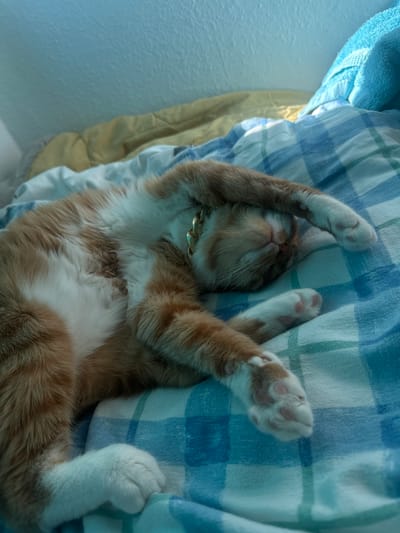 A ginger and white cat is sleeping on a bed with blue and white checkered sheets. The cat is curled up on its side, with its paws resting on its face. The cat is wearing a gold collar. The room is dimly lit, with light coming from a window on the left side of the image. The wall to the left is painted light blue. A yellow blanket is visible behind the cat, and a blue towel is draped over the bed on the right. The scene is indoors and appears to be a domestic setting.