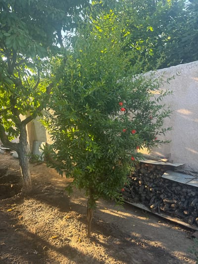 The image depicts a garden scene with a pomegranate tree in the foreground. The tree is leafy and adorned with several small, bright red flowers. Behind the tree, a light-colored stucco wall is visible, casting dappled shadows from the tree's foliage. To the right of the wall, a pile of chopped firewood is stacked, suggesting an outdoor living space or a preparation for cooler weather. The ground is a mixture of dirt and dry leaves.

The lighting indicates it is late afternoon or early evening, with warm sunlight casting long shadows across the scene. The overall atmosphere is one of a serene, rural or semi-rural environment. The location context provided is Armavir, Armenia, which aligns with the rustic setting. There is no visible text in the image. The scene focuses on the natural elements of the garden and the surrounding structures.