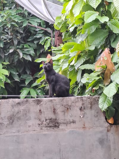 A black cat is perched on the edge of a concrete structure, looking down into a dense thicket of green foliage. The cat's body is partially obscured by the leaves, but its head and a portion of its back are clearly visible. The cat has alert eyes and appears to be intently focused on something below. The concrete structure is weathered and shows signs of age, with some staining and debris. The surrounding vegetation is lush and vibrant, with large, glossy leaves dominating the frame. The lighting suggests it is daytime, likely under the cover of trees or a building, as the light is diffused. The image has a vertical orientation. There is no visible text in the image. The scene evokes a sense of quiet observation and the natural curiosity of a feline in its environment. The context provided suggests the location is Lhokaweawe, Indonesia, which is consistent with the lush, tropical vegetation.