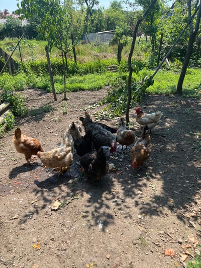 The image depicts a group of chickens gathered on a dirt patch in a rural outdoor setting, possibly a farm or backyard. The environment is characterized by dry, uneven ground littered with small stones, fallen leaves, and scattered food scraps, indicating the presence of poultry. Several trees, with sparse foliage, cast dappled shadows on the ground. In the background, dense green vegetation and trees create a naturalistic backdrop, with glimpses of what appear to be agricultural structures or fences further in the distance. The lighting suggests it is daytime, with bright sunlight illuminating the scene. The specific location is identified as ღრმაღელის თემი, Georgia.