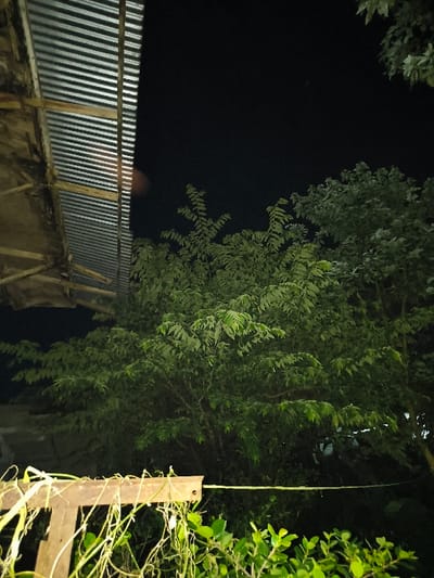A nighttime exterior scene in Tarqumiyah, Palestinian Territory, is depicted. The upper right quadrant of the image shows a dark, clear sky. In the upper left, the underside of a corrugated metal roof, supported by visible wooden beams, angles downwards. A subtle, diffused reddish-orange light anomaly is visible near the edge of the roof structure. The central and right portions of the frame are filled with dense green foliage from one or more large trees. In the lower left foreground, a segment of a wooden structure, possibly a railing or fence, is partially obscured by green vines. A thin, light-colored cord or rope is stretched horizontally and tautly from this wooden structure into the foliage on the right. Additional small green shrubs are visible in the immediate bottom foreground. No individuals or discernible actions are present.