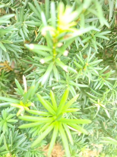This is a close-up, high-angle, outdoor photograph of the dense, green foliage of a plant, likely a yew tree, given the location context of Rzeszów, Poland. The focus is on the plant's needle-like leaves, which are a vibrant green, with some appearing lighter or even yellowish due to light exposure. The leaves are arranged in clusters, creating a textured and somewhat layered effect.

The image captures a natural scene, with no people or discernible objects other than the plant itself. The lighting suggests it is daytime, possibly with sunlight filtering through the leaves, causing some overexposure and bright highlights, particularly on the leaves in the foreground and mid-ground. The background is a blur of more green foliage and hints of brown, possibly soil or dried leaves, further reinforcing the outdoor setting.

There are no visible signs of specific weather conditions, though the brightness implies fair weather. The image is purely botanical, focusing on the intricate details of the plant's structure. No text is visible in the photograph. The overall impression is one of abundant, healthy plant life in a natural or garden setting.