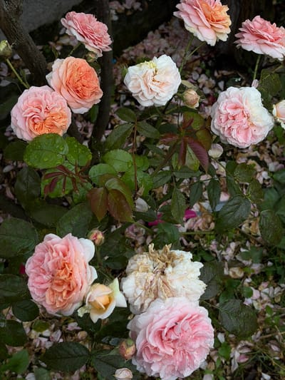 The image shows a close-up view of several roses of various colors, including pink, peach, and white, with some petals appearing to be wilting. The roses are wet, indicating recent rain or watering, and water droplets are visible on the petals and leaves. The foliage is green and lush, with some reddish-brown leaves also present. The background consists of more fallen rose petals and a dark, textured surface that appears to be tree bark or a branch. The setting is a garden or outdoor space. There are no people or animals visible in the image. The image does not contain any information that would allow for the identification of a specific location within Dongaron, Russia.