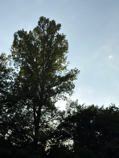 A tall, silhouetted tree with dense foliage dominates the center of the image, its branches reaching towards a pale blue sky. The lower portion of the tree and a line of darker, less distinct trees are in shadow, creating a stark contrast with the brighter sky. The overall scene suggests an outdoor environment, possibly a park or wooded area, in Novalaise, France, during daylight hours, as indicated by the sky's illumination.