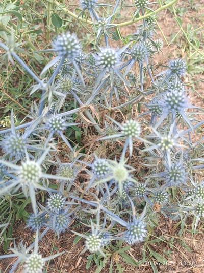 The image shows a close-up view of a cluster of blue, spiky wildflowers with small white flowers or buds at their centers. The plants are growing in dry, sandy soil with some dry grass and green foliage in the background. The lighting suggests it is daytime. A timestamp in the bottom right corner reads "30.06.2020 / 10:20". The scene appears to be an outdoor, natural environment. There are no people or animals visible. The context of "Ақжар, Kazakhstan" suggests a rural or natural landscape in that region.