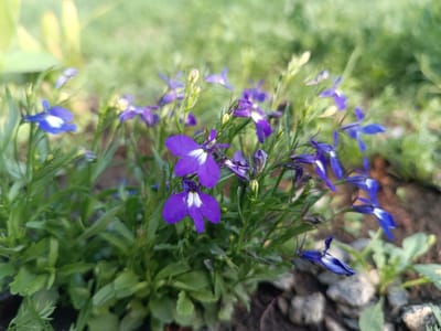 A close-up, ground-level shot captures a cluster of vibrant purple lobelia flowers with white centers, growing in a garden bed. The flowers are in various stages of bloom, with some fully open and others still in bud. The surrounding environment consists of rich, dark soil, small grey stones, and lush green foliage. In the background, the soft focus creates a bokeh effect, with blurred green plants and hints of yellow suggesting sunlight. The image appears to have been taken outdoors in natural lighting. There are no people or animals visible in the frame. The overall impression is one of natural beauty and growth in a garden setting, possibly in Alexandrovskoe, Russia, given the context provided.