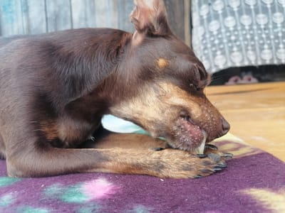In Novopokrovka, Russia, a small brown dog with floppy ears is lying on a purple blanket. The dog is chewing on a bone, holding it with its front paws. The background consists of a wooden fence and a curtain.
