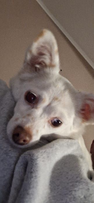 The image displays a small, light-colored dog, primarily white with subtle reddish-brown spots on its fur, notably on its upright ears and around its eyes. The dog's head is tilted and looking upwards, with dark, reflective eyes fixed on an unseen point above the frame. Its nose is brown. The dog is partially enveloped by a light grey, textured fabric, consistent with a blanket or article of clothing, implying it is either being held or resting on a surface. The background consists of a plain, light-colored wall and a visible ceiling line, indicating an indoor environment. This scene is located in the city of Katina, Bulgaria.