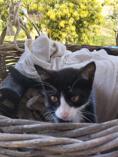 A black and white kitten with yellow eyes peers out from a woven basket filled with white fabric. The basket is rustic and appears to be made of natural materials. Behind the basket, lush green foliage and trees are visible, suggesting an outdoor setting in a rural or garden environment. The lighting indicates it is daytime. The image composition focuses on the kitten and its immediate surroundings within the basket. The location is stated as Yangibazar, Uzbekistan.