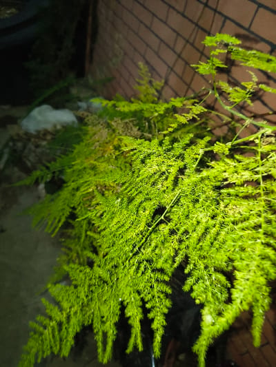 The image depicts an outdoor nocturnal scene in the city of Tarqumiyah, Palestinian Territory, illuminated by an artificial light source. The primary subject is a dense cluster of vibrant green foliage, consistent with an ornamental plant such as an Asparagus fern, occupying the foreground and midground. The plant's numerous fine, needle-like leaves are well-defined and appear healthy. In the background to the right, a reddish-brown brick wall is visible, upon which distinct shadows of the foliage are cast, indicating a light source positioned to the right. The ground beneath the plant and the far-left background are largely obscured by darkness and blur, though a light-colored, amorphous object, possibly a discarded bag or cloth, is faintly discernible on the dark ground in the upper-left quadrant. No individuals or specific actions are visible.