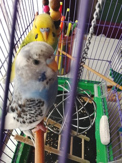 A budgerigar is perched on a wooden dowel inside a birdcage. The budgerigar is predominantly white with blue and black markings. Its beak is orange. A second budgerigar, primarily yellow and green, is partially visible behind it. The birdcage has purple bars and a green base. A metal toy, possibly a spiral, is located in the cage. There are also toys, including a string of beads, and pens or markers in a clear plastic container visible within the cage. A white mineral block is attached to the side of the cage. The background appears to be a curtain or window covering. This image was taken in Lipcani, Moldova.