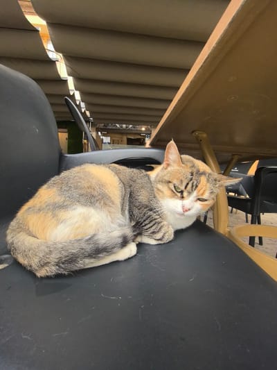 A calico cat rests on a black chair under a brown table. The location is Requena, Spain, as evidenced by the Heineken sign visible on chairs behind the table. The cat is curled up on the chair and has a slightly squinting expression. The environment appears to be an outdoor seating area. The building exterior suggests the area is covered by a corrugated roof. Other chairs and tables are visible in the background.