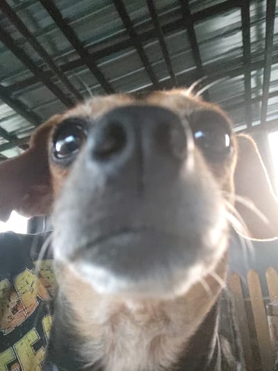 This is a close-up, low-angle shot of a small dog's face. The dog appears to be in a cage or enclosure, indicated by the dark bars in the background. The dog's nose is the closest and largest feature in the frame, appearing very large due to the proximity. Its eyes are also visible, reflecting light. The dog has brown and tan fur, and long white whiskers are prominent. The lighting suggests it might be daytime, with a bright light source visible, potentially from the side or below. The background is blurred but shows the cage structure and a somewhat muted, possibly indoor environment. There is no discernible weather. The emotion conveyed is one of curiosity or direct engagement with the camera. A blurred image of what appears to be a t-shirt with yellow and red text on it is visible in the upper left corner of the frame. No other text is clearly legible. The scene is likely a domestic setting, such as a home or a kennel, given the presence of a pet and a cage.