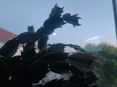 A close-up, silhouetted shot of a Schlumbergera plant, commonly known as a Christmas cactus, is positioned in the foreground, obscuring much of the background. The plant's segmented, fleshy leaves with serrated edges are dark and indistinct against the bright sky. A small, luminous orb, likely the moon or a distant light source, is visible in the upper center of the frame. Beyond the plant, a pale blue sky transitions to a muted orange hue near the horizon, suggesting either dawn or dusk. Out-of-focus elements in the background include the suggestion of buildings with reddish-orange roofs to the left, and a blurry green expanse of trees or foliage to the right. A vertical window frame is partially visible on the far right edge of the image. The scene is set outdoors, with the plant likely placed on a windowsill overlooking an urban or suburban environment. There is no indication of people or specific landmarks that would definitively place the image in Germersheim, Germany.