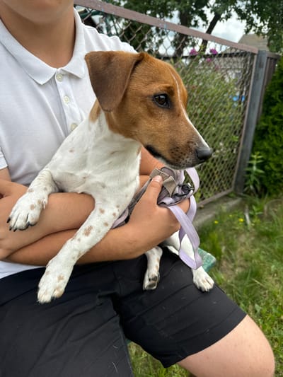 A young person wearing a white polo shirt and black shorts is sitting outdoors, holding a small, brown and white Jack Russell terrier. The dog is wearing a purple and gray harness with a leash. The background features a wire fence, green bushes, and some yellow flowers. The overall setting appears to be a residential backyard in the rural area of Сароцкі сельскі Савет, Belarus. The lighting suggests it is daytime with some cloud cover.