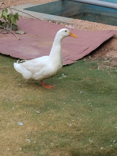 A white duck stands on grass in Kondamaripalle, India. Behind the duck is a red-brown, irregularly shaped surface bordered by gravel and a concrete structure filled with a light-blue liquid. A small leafy branch lies on the red-brown surface.