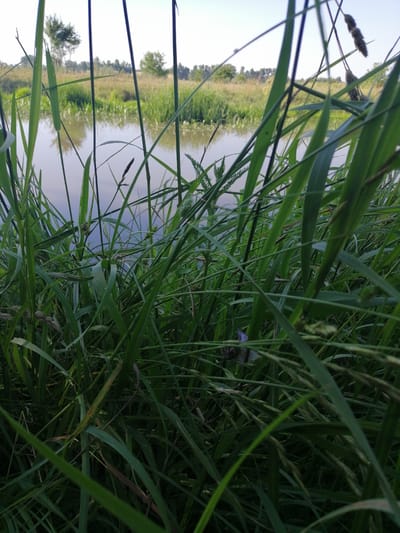 A close-up, low-angle shot showcases tall green grass in the foreground, obscuring much of the background. The grass blades are densely packed, with some blades reaching towards the viewer. Beyond the grass, a body of water is visible, reflecting the sky and the distant treeline. The water appears calm and still. In the distance, there is a strip of land covered in dry grass and scattered trees. The sky is a pale, hazy blue, suggesting it might be early morning or late afternoon. The overall impression is a natural, serene landscape, likely a riverbank or a marshy area. The image was taken in Lanivtsi, Ukraine. There are no people or animals visible in the image.