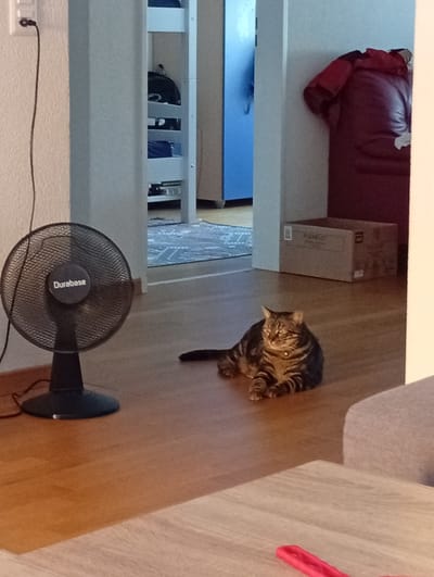 The image depicts an indoor scene in a home setting in Langenthal, Switzerland. A tabby cat is the central subject, lying relaxed on a wooden floor. To the left of the cat, a black Durabase brand oscillating fan is positioned on the floor. In the background, a hallway leads to a room with a blue door, and further back, a bunk bed with shelves is visible. To the right of the hallway, a large, dark red recliner chair is partially visible, with a red garment draped over its headrest. A cardboard box with "PLEXIFLO" printed on it rests on the floor near the recliner. The lighting suggests it is daytime, possibly indoors with artificial light. The overall atmosphere is casual and domestic.