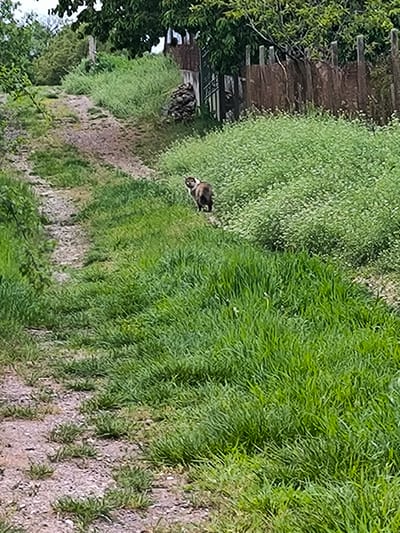 This daytime photograph captures a natural, outdoor scene, likely in a rural or semi-rural area, possibly Dolistovo, Bulgaria. The primary subject is a medium-sized cat, exhibiting brown, black, and white markings, positioned on a grassy slope. The cat is facing away from the camera but has turned its head to look over its left shoulder towards the viewer, suggesting a moment of observation or pause.

The scene is dominated by vibrant green vegetation, with tall grass filling the foreground and extending up the slopes on either side of a winding dirt path. This path, lighter in color and appearing worn, meanders uphill from the bottom left towards the upper left of the frame. Beyond the immediate grassy area, dense foliage and trees are visible, indicating a lush environment.

In the mid-ground, towards the right, there is a rustic wooden fence, partially obscured by greenery, with vertical posts and horizontal elements. Near the fence, to the left of it, a small pile of stacked wood or branches can be seen. The background features more trees and hints of a brighter sky overhead, suggesting clear weather conditions. The natural light indicates it is daytime, likely morning or afternoon. No visible text or people are present in the image.