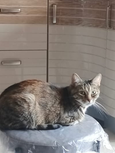 A tabby cat with green eyes is sitting on a grey, plastic-covered object. The cat is facing the right side of the frame and looking directly at the camera. Its fur is a mix of brown, grey, and black stripes. The cat is positioned in front of a wall with horizontal, white tiling. To the left of the tiled wall, there are cabinets with light brown wooden doors and silver handles. One cabinet door has a horizontal handle, and the other has a vertical handle. The scene appears to be indoors, possibly in a kitchen or bathroom, given the cabinetry and tiling. The lighting suggests it might be daytime, with natural light coming from the right side of the frame, illuminating the cat and the tiled wall. There is no visible text in the image. The overall impression is a candid shot of a domestic cat in a home environment.