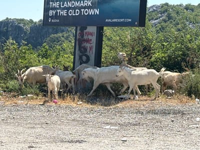 A herd of light-colored goats, some with horns, are gathered in a rocky, arid landscape with sparse vegetation. The goats are the primary subjects, with several white and tan goats visible, some standing, others grazing. One small goat stands prominently in the foreground.
Behind the goats, a tall, dark sign is mounted on a post. The sign is partially obscured by graffiti. Visible text on the sign reads "THE LANDMARK BY THE OLD TOWN" and "AVALARESORT.COM". Below this, the word "BUDVA" is visible with a location pin icon. The graffiti on the post appears to be in red and black, with some unclear lettering.
The setting is mountainous and dry, with green trees and rocky slopes in the background under a clear blue sky, suggesting a sunny day. The ground in the foreground is covered in gravel and dry grass, with some scattered debris, including a pink plastic bag. The overall impression is a rural or roadside scene in a warm climate.