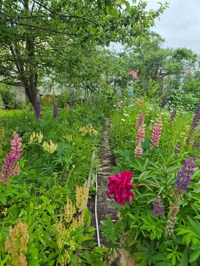 In Novosisoevka, Russia, a garden path made of rough, weathered stones winds through a lush, overgrown garden. On either side of the path, a variety of flowers are in bloom, primarily lupines in shades of pink and purple, interspersed with delicate white daisies and a striking fuchsia peony. The greenery is dense and vibrant, with large, green leaves dominating the foreground and middle ground. In the background, mature trees with full canopies cast dappled shadows, and glimpses of residential structures with red rooftops suggest a suburban or rural setting. The sky appears overcast, contributing to the soft, natural light of the scene.