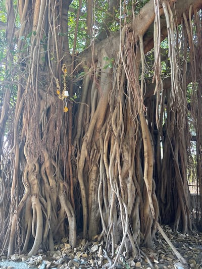 The image shows the aerial roots of a banyan tree in Kamalapura, India. The tree's roots are densely packed and spread in a horizontal direction, creating a complex network. Some of the roots are thick and stem-like, while others are thin and stringy. There is a small shrine with yellow and white flowers attached to the roots. The background is blurred, suggesting a shallow depth of field. The image is taken from a low angle, looking up at the tree.
