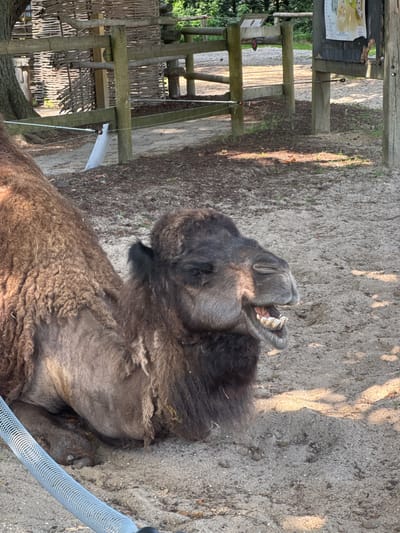 An adult dromedary camel is lying down on sandy ground within an enclosure at the Pairi Daiza animal park in Cambron-Casteau, Belgium. The camel is facing right, with its head tilted back and mouth open, revealing its teeth and gums. Its fur appears shaggy and brown. The enclosure features a wooden fence with woven branches and a wooden signpost. A grey, ribbed metal barrier is visible in the foreground. The ground is composed of sand and dirt, with patches of sparse vegetation. Sunlight casts shadows across the scene.