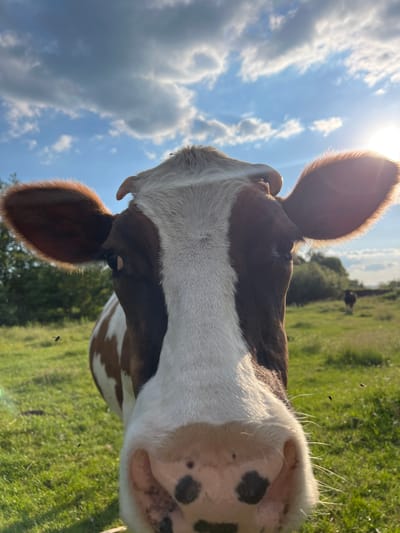 A close-up, low-angle shot shows the face of a brown and white cow looking directly at the camera. The cow's large ears are spread wide, and sunlight glints off the edge of its right ear. Its nose, with a few dark spots, is prominent in the foreground. The background is a bright, sunny field with green grass and trees under a blue sky with scattered clouds. The sun is visible in the upper right corner, creating a lens flare. Several small insects are flying in the foreground and mid-ground. In the distance, another cow can be seen grazing in the field. The location is specified as Vertelka, Ukraine.