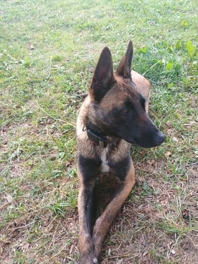 A Belgian Malinois dog lies on a grassy lawn in Shandrovets, Ukraine. The dog is tan and black with upright ears and a white patch on its chest. It wears a black collar with a red accent. The background is a blur of green grass and small pink flowers. The image is taken from a high angle, looking down at the dog.