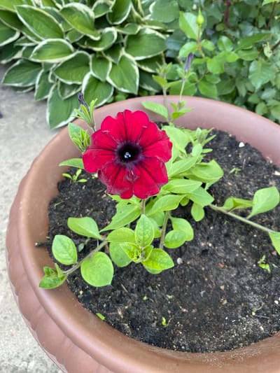This is a close-up, overhead shot of a potted plant containing a single, deep red petunia in full bloom. The petunia's petals are velvety and a darker, almost black hue towards its center. The plant is in dark soil within a brown, plastic pot. Surrounding the petunia are several bright green, leafy stems and unopened buds. To the left of the pot, and slightly out of focus, is a lush cluster of hosta plants with variegated green and white leaves. The image appears to be taken outdoors during daylight hours, as indicated by the natural lighting. There are no people or specific text visible in the image. The scene suggests a garden or patio setting in Vyškov, Russia.