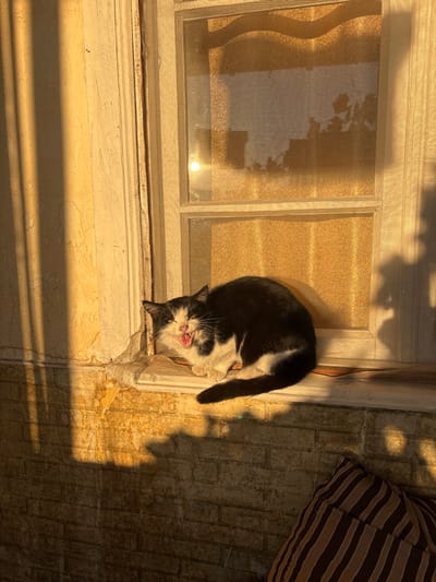 A black and white cat lounges on a sun-drenched windowsill, its tongue slightly protruding. The window, with a grid pattern, reflects the golden light. The windowsill shows signs of wear, with peeling paint. The floor beneath is tiled, with pronounced shadows. A striped pillow sits in the upper right corner. The warm lighting suggests late afternoon or early morning.