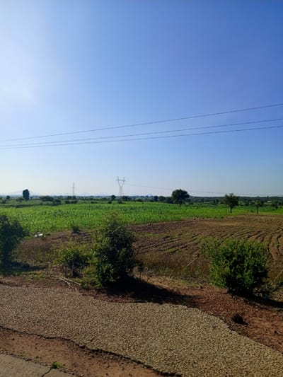 The image depicts a rural landscape under a clear blue sky. In the foreground, there is a patch of light-colored gravel and barren soil. Moving towards the midground, we see plowed fields with visible rows, interspersed with patches of green vegetation and a few scattered trees. Further in the distance, there is a large field of lush green crops, likely maize or a similar plant. Beyond the fields, several transmission towers and power lines are visible, suggesting proximity to infrastructure. The background features a hazy horizon with distant hills or mountains and more scattered trees and vegetation. The overall scene is one of agricultural land and the natural environment. There are no people or animals visible in the image. The image is an outdoor, daytime shot, possibly taken from a moving vehicle given the perspective and slight blur in some areas.