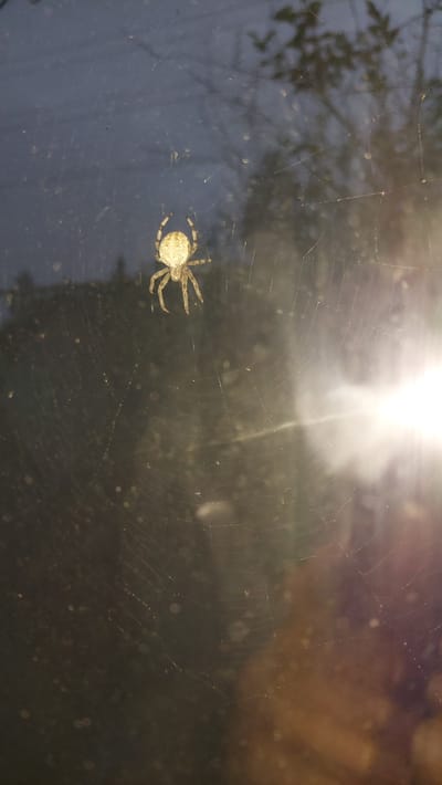 A spider is perched on a web in front of a blurred background. The spider is light brown with darker markings on its legs. The web is visible, with some glistening strands. The background appears to be outdoors, possibly at night, with some foliage and a bright light source on the right side of the image. There is no indication of the city of Tyubuk, Russia in the image.