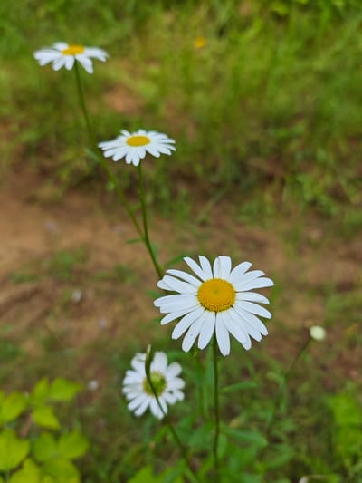 In a shallow depth of field, four white daisies with yellow centers are the primary subjects of this image, arranged diagonally from the foreground to the background. The largest and sharpest daisy is in the lower right quadrant, its white petals fanning out around a bright yellow center. Behind it, and slightly to the left, a smaller daisy is visible, its petals more tightly furled. Further back and to the left, two more daisies, increasingly out of focus, complete the line.
The setting appears to be a natural outdoor environment, likely a field or garden in Zaklinye, Russia, given the context. The background is a soft blur of green grass and brown earth, suggesting a casual, perhaps overgrown, landscape. The lighting seems soft and diffused, indicating it might be an overcast day or late afternoon, as there are no harsh shadows. The overall mood is peaceful and serene, focusing on the simple beauty of the wildflowers. There is no visible text in the image.