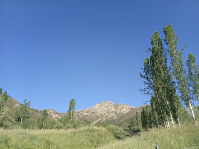 The image depicts a natural landscape under a clear blue sky. In the foreground, a field of tall, green grass stretches across the frame, interspersed with some wildflowers. Several tall, slender trees with lush green foliage are scattered throughout the scene, some clustered together and others standing individually. In the background, rolling hills and mountains rise, their slopes covered in sparse vegetation and rocky outcrops. The overall impression is one of a serene, undeveloped natural environment. There are no people or man-made structures visible in the image.