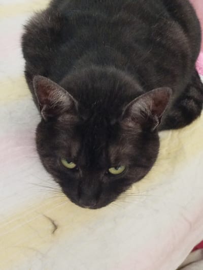 A black cat with green eyes is lying on a light-colored surface that appears to be a blanket. The cat is viewed from above, with its head in the foreground. The background is out of focus and shows a pink and white patterned fabric. The cat's fur is short and appears to be sleek. The overall lighting suggests an indoor environment.