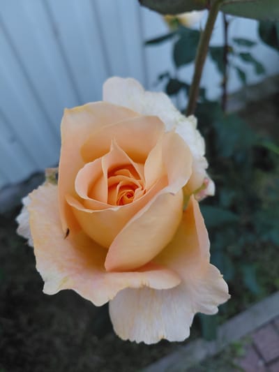 A close-up, eye-level shot shows a peach-colored rose with its petals unfurling. The rose is the primary subject, positioned slightly off-center to the right. A tiny black insect is visible on one of the lower left petals. In the background, a pale blue, slatted fence runs vertically, blurring into a darker, out-of-focus garden area with green foliage and a hint of brown brickwork at the bottom right. The lighting suggests it is either early morning or late afternoon. The scene appears to be a garden in Maloye Isakovo, Russia.