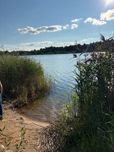 The image depicts a calm lake scene on a sunny day, with a dense reed bed lining the shore in the foreground. The water is a clear blue, reflecting the bright sky, which is dotted with fluffy white clouds. A line of dark green trees forms the distant horizon. The sandy shore is littered with dry reeds and branches. In the lower left corner, the legs of a person wearing blue jeans are visible, suggesting their presence at the edge of the water. The overall impression is one of natural tranquility and a pleasant outdoor environment. The location is identified as Zamost'e, Russia.