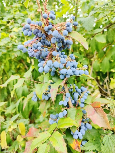 A close-up, eye-level shot focuses on a branch of Mahonia berries, laden with clusters of small, round, blue fruits. The berries are a deep blue, some appearing slightly dusty. They are attached to thin, reddish stems, which in turn branch out from a central, woody stem. Some of the berries appear dried and shriveled, particularly in the upper cluster.
The leaves of the Mahonia plant are visible, characterized by their holly-like, spiky edges and a glossy, dark green color. Some leaves show hints of red and yellow discoloration, suggesting the onset of autumn. The background is a soft blur of green foliage, with a few brighter specks that could be sunlight filtering through. The overall impression is of a natural, outdoor setting. The specific location in Oosterhout, Netherlands is not discernable from the image.