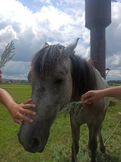 In the village of Nigamatovo, Russia, a horse with a gray coat and dark mane stands in a grassy field under a cloudy sky. Two hands are visible, one on the left offering a sprig of greenery to the horse's head, and another on the right holding a similar sprig near the horse's muzzle. In the background, a tall, dark cylindrical structure, likely a water tower, is prominent. The landscape behind the horse appears rural, with green fields and scattered buildings in the distance.