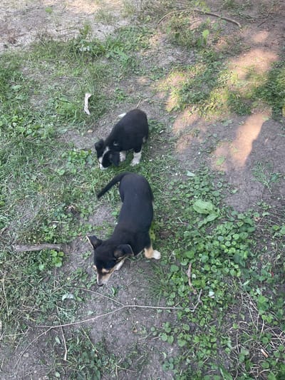 This image depicts two puppies in a grassy, outdoor area. The puppy in the foreground is black with tan markings on its face and legs, and it is facing towards the ground, sniffing. The second puppy, in the background, is primarily black with white markings on its face and chest, and it is also facing down, exploring the ground. The environment is a mix of dirt and green vegetation, with some dried leaves and twigs scattered about. The lighting suggests it is daytime, with some shadows cast on the ground. There is no indication of human presence or specific urban landmarks that would allow for precise localization within Zhovti Vody, Ukraine, beyond it being an outdoor, likely residential or undeveloped, area.